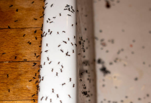 Spider Control Near Me in Springville, VA