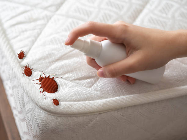 Best Pest Control Near Me  in Springville, VA