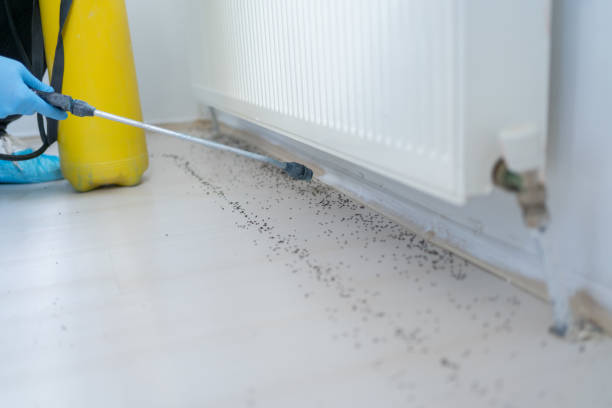 Best Pest Prevention Services  in Springville, VA
